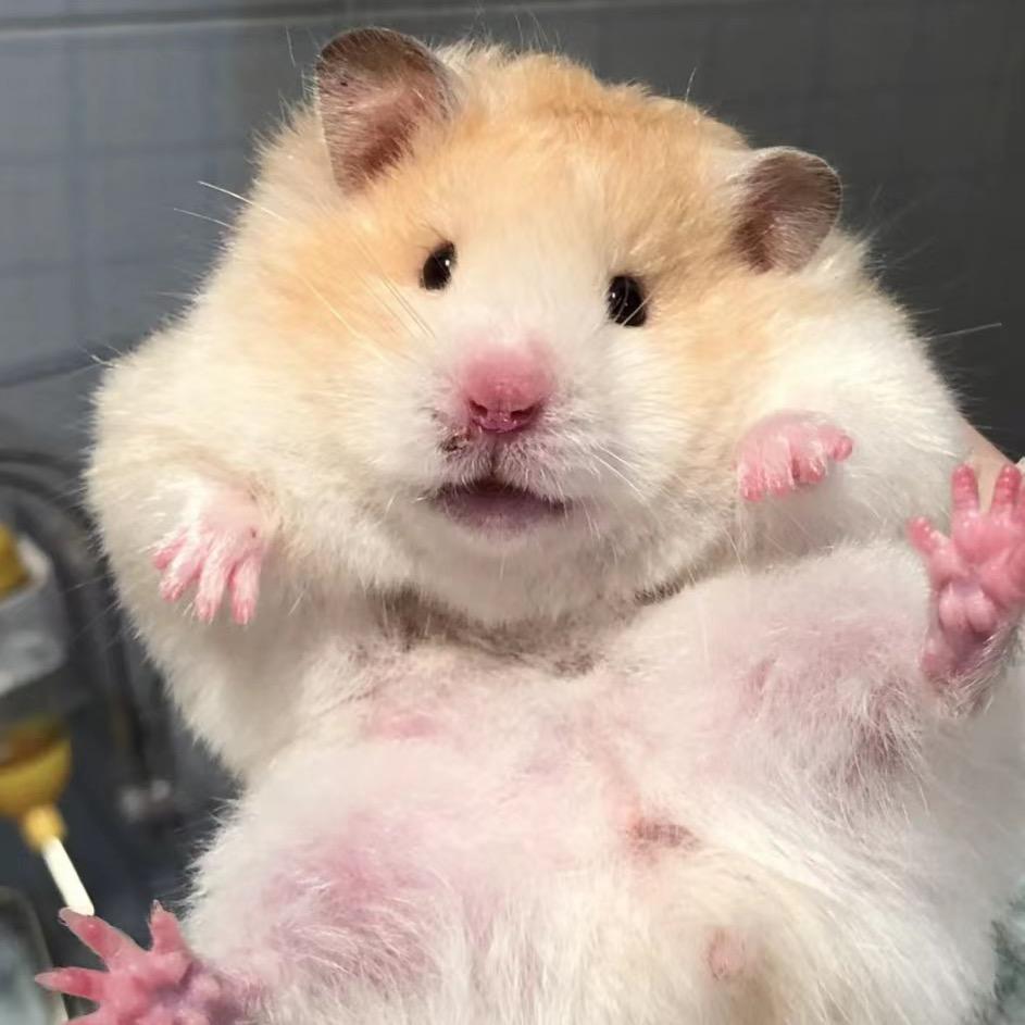 大头熊铺（出熊）