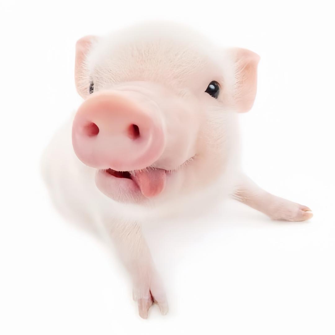 猪（嘎吱窝同款👔、玉饰）