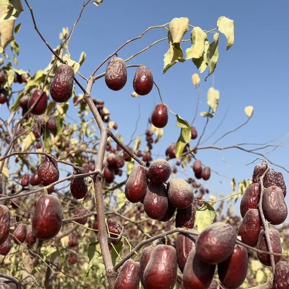 新疆周周特产干果店