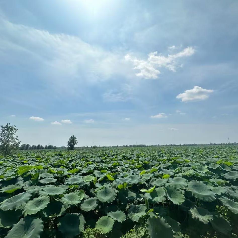 荆楚农副绿色时蔬