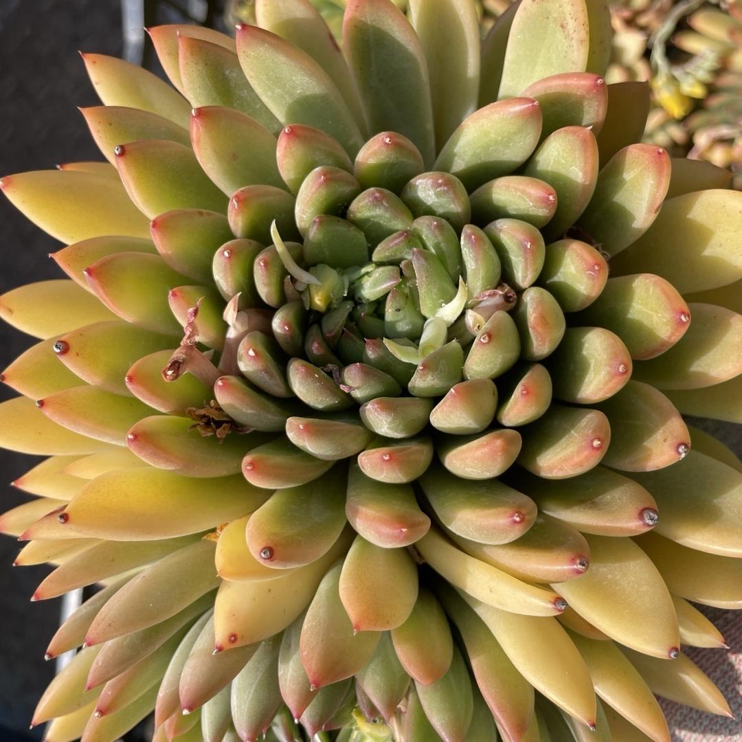 飞利多肉二号店