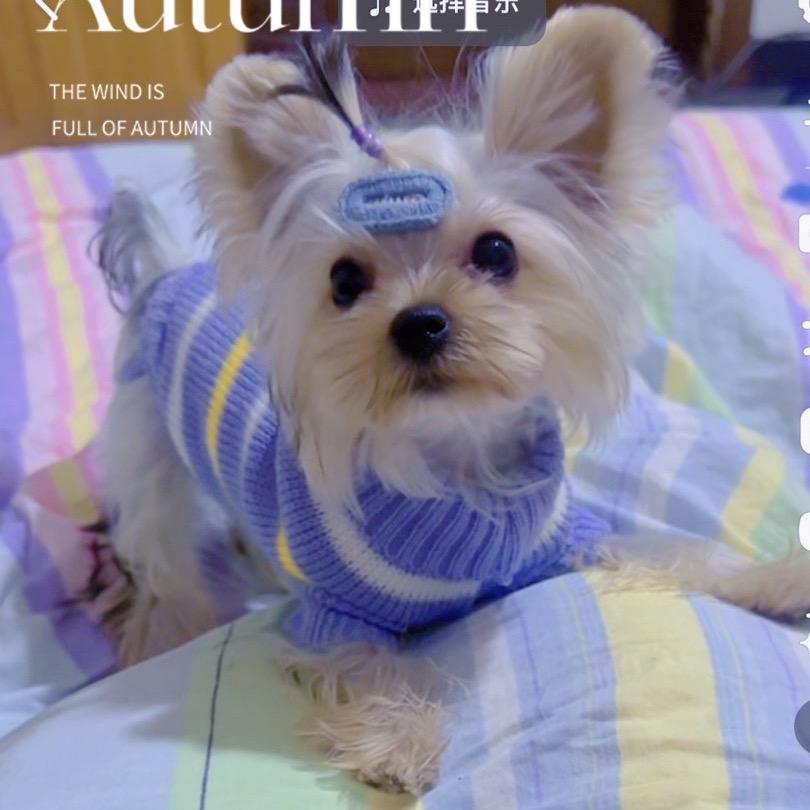 《高端宠物之家》明天会更好🌸