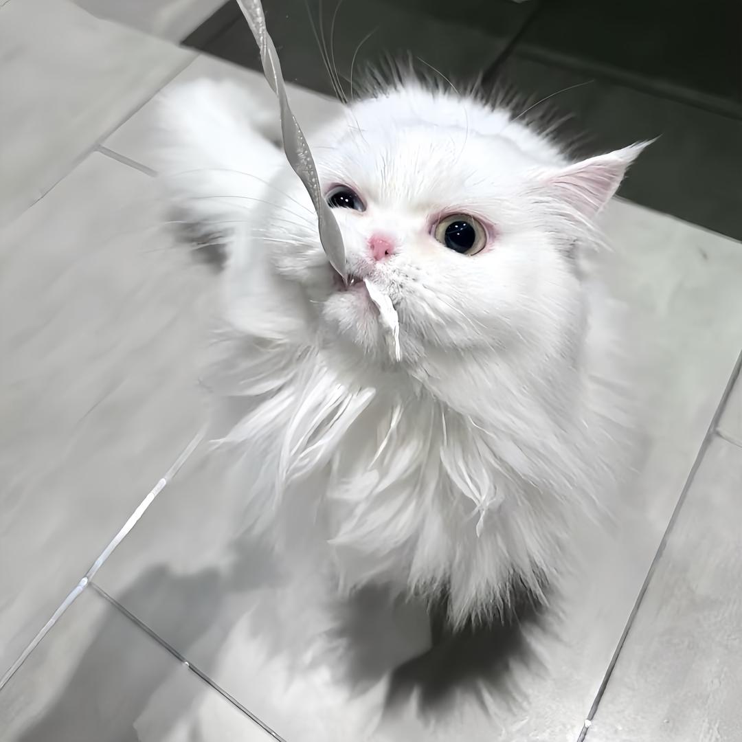 bolo怪