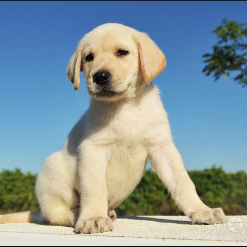 宠滋坊宠物食品工厂店