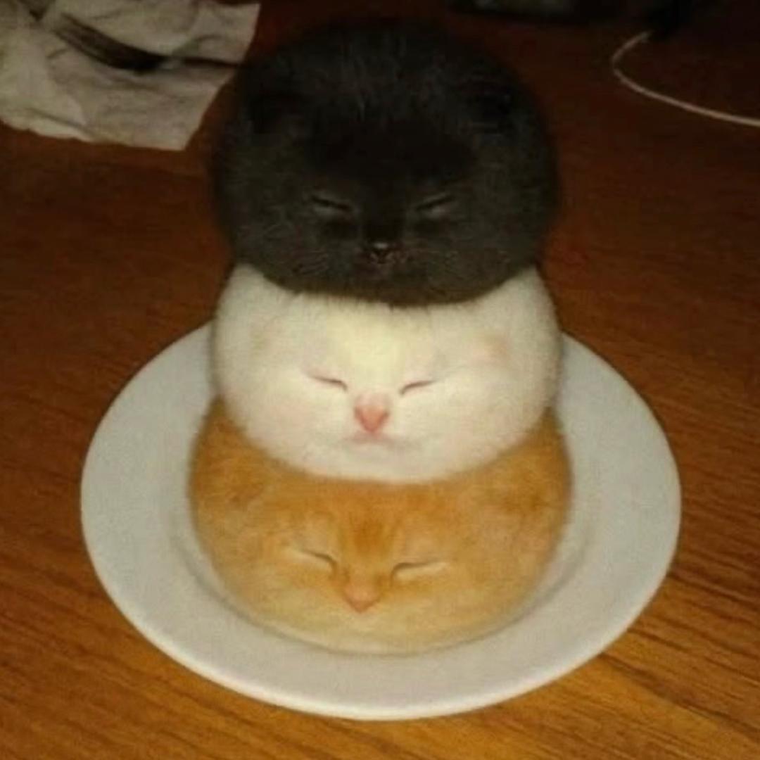 下᳐了猫猫雨᳐੭