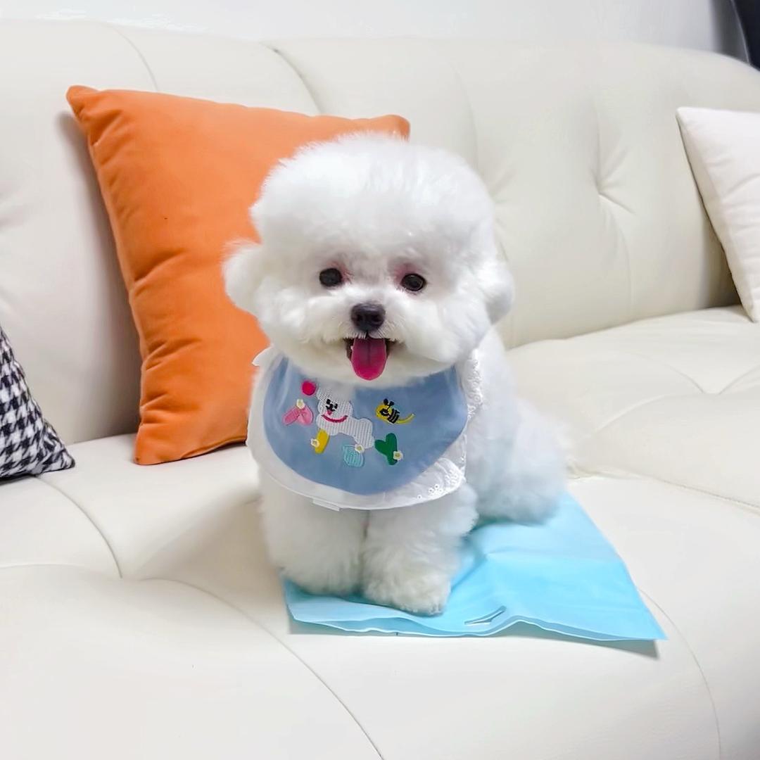 椰椰家的小修勾