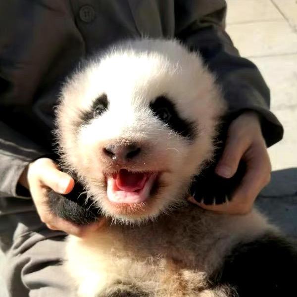蘑菇🐼
