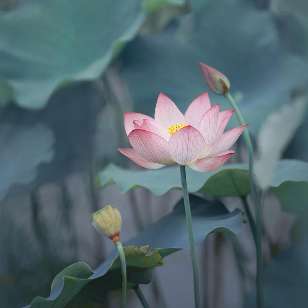 清玄子静