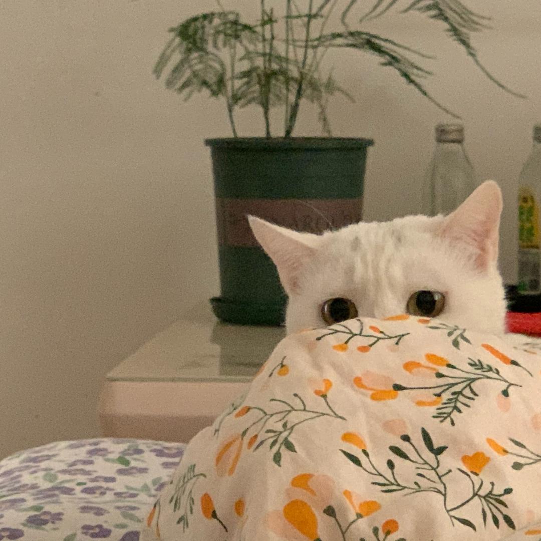 易安闫