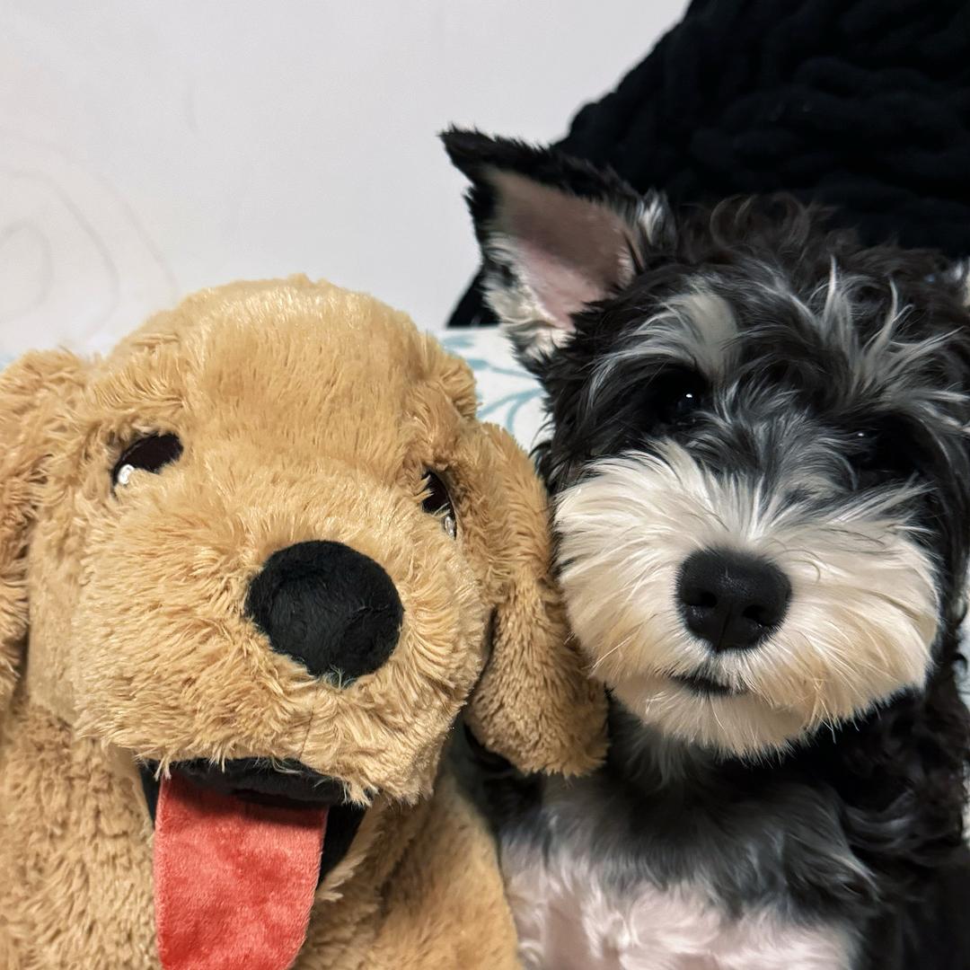 悠米是个德国佬