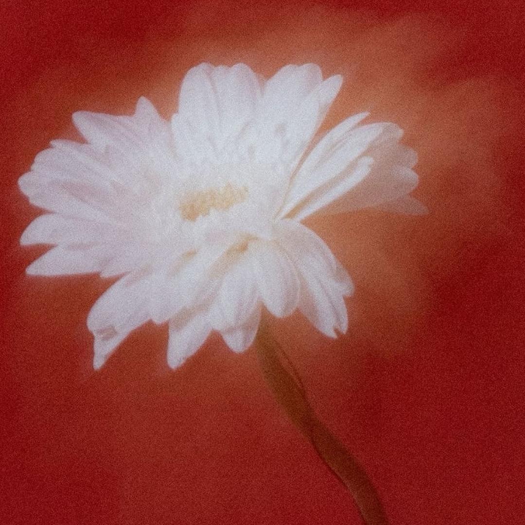 今夜我不关心人类