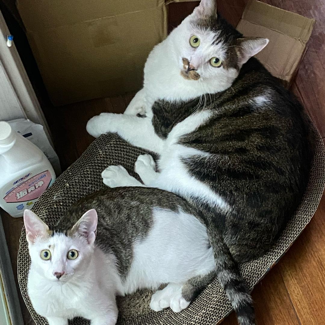 两个孩子的妈