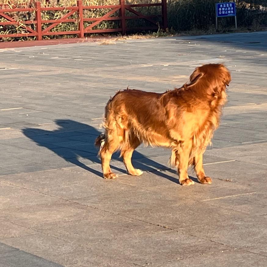 梦龙不是雪糕，🐶