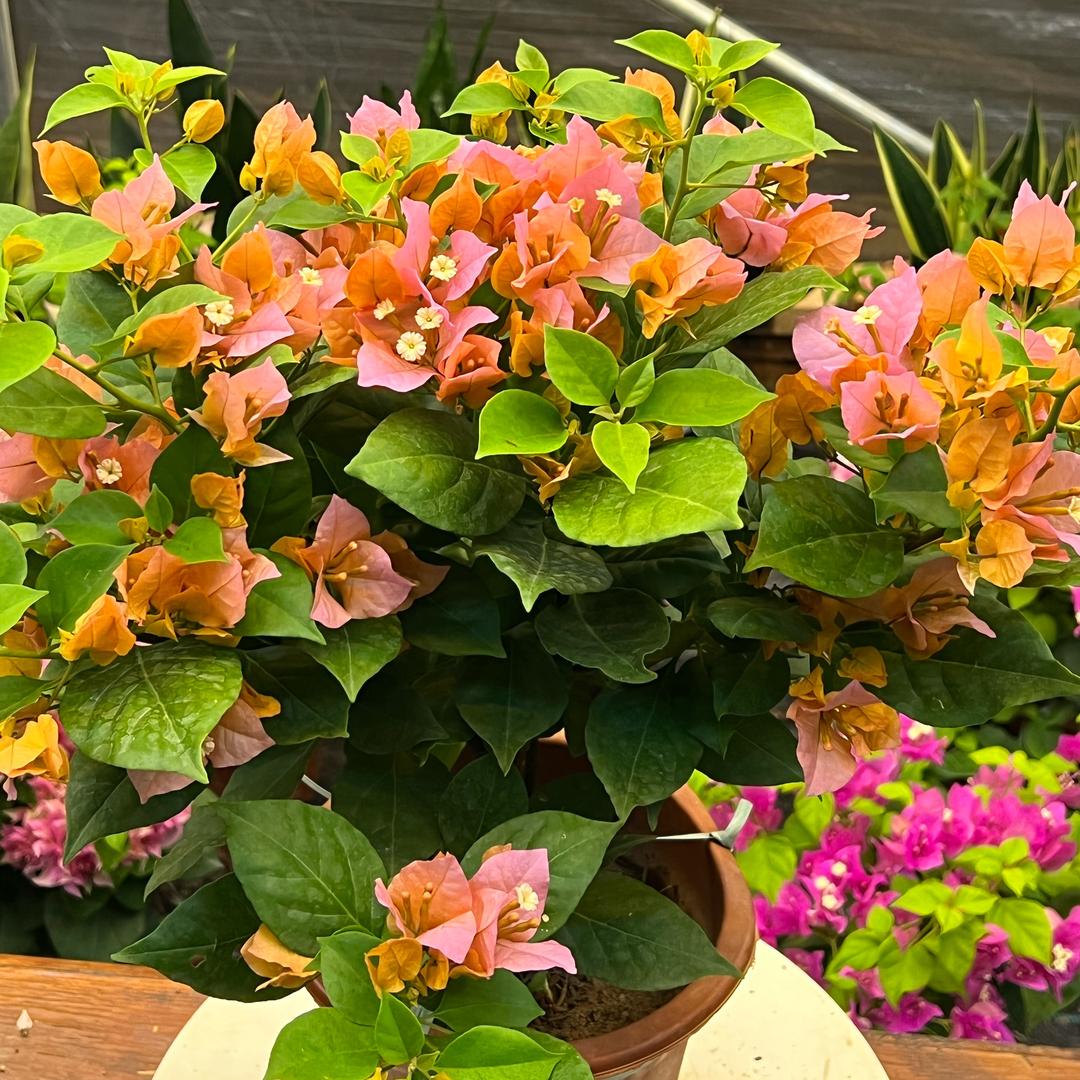 澜花苑三角梅