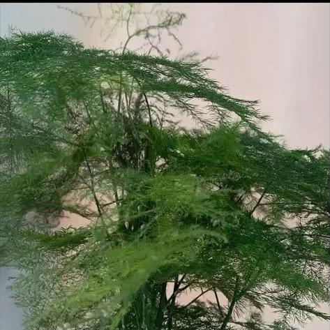 宏缘师兄