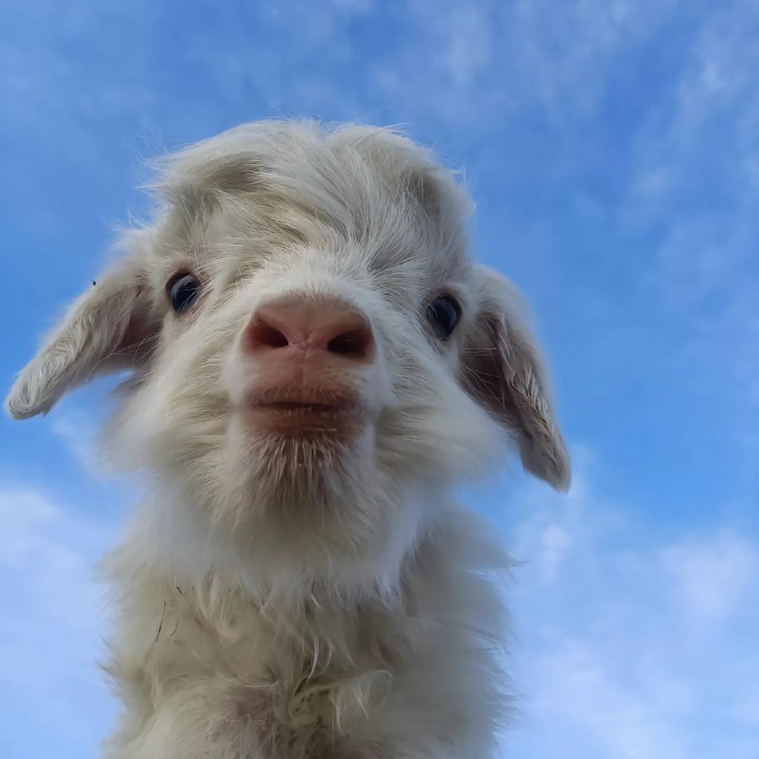 羊🐑