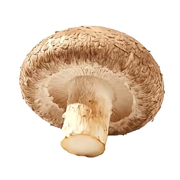 灿