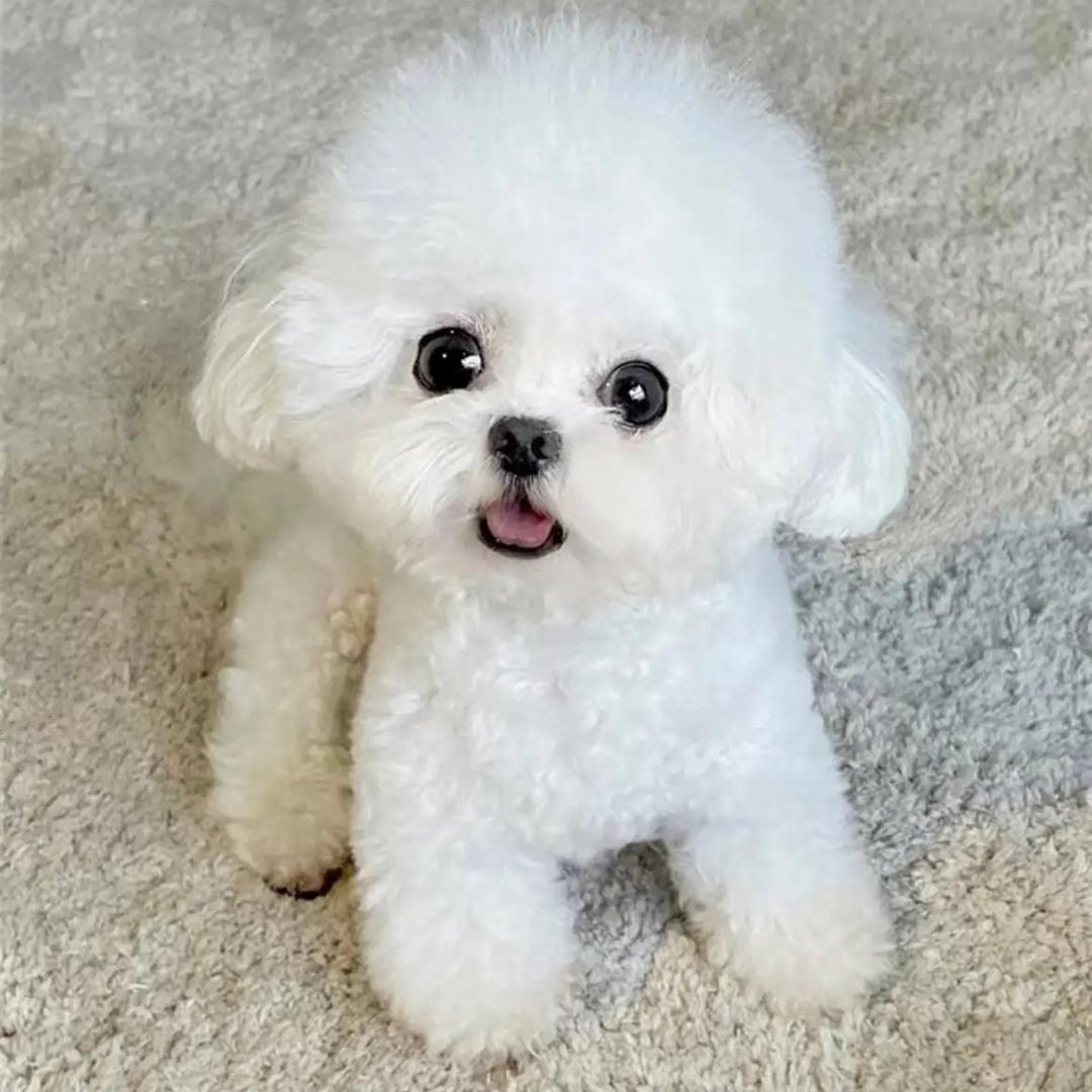 小威家韩系比熊泰迪伯恩山（买🐶私信我）