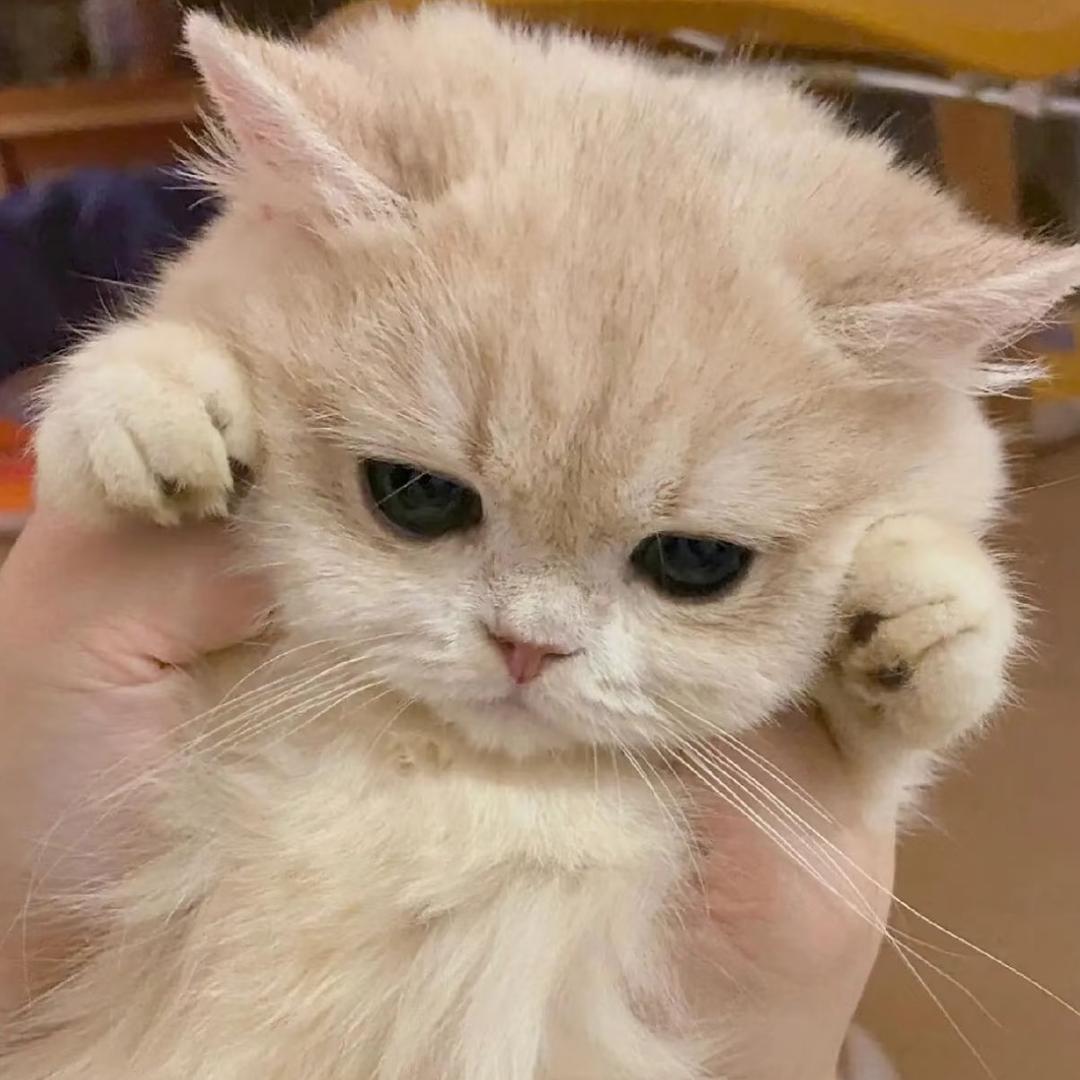 宝姐（国一貂蝉）