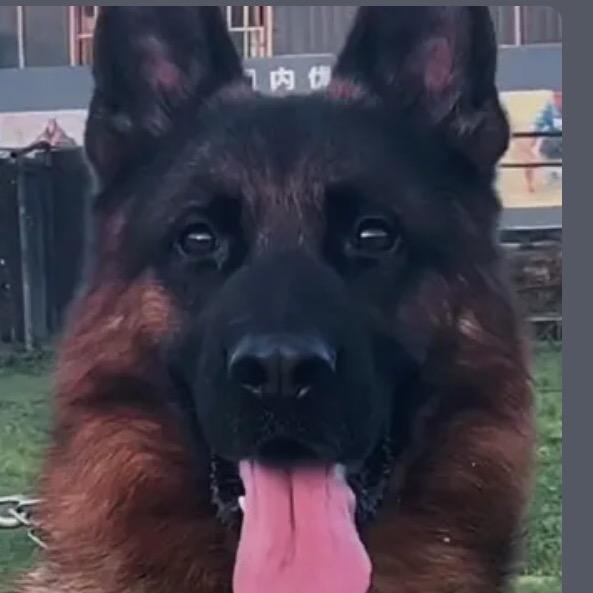 黑哥 博德犬舍