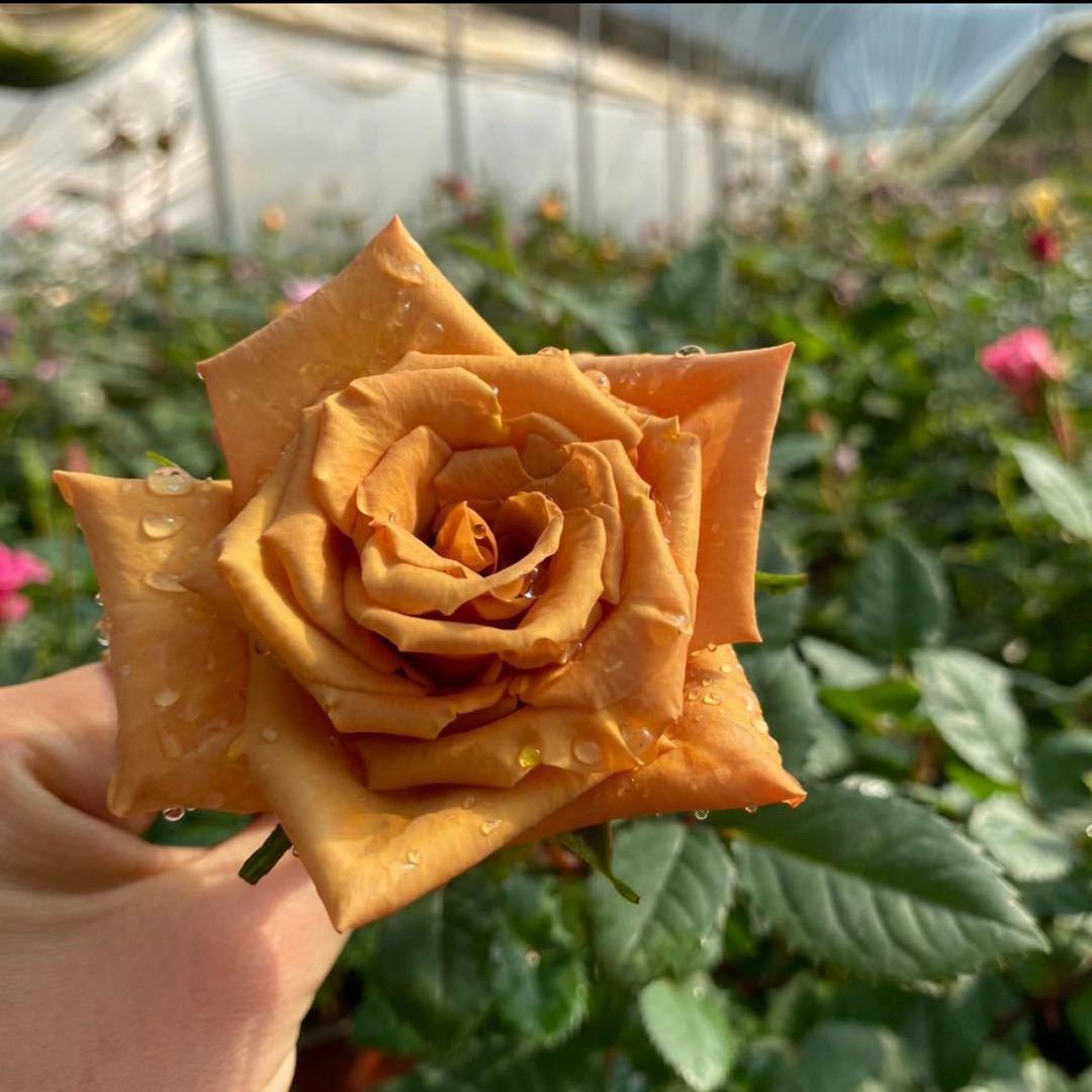 汐苡花卉种植园