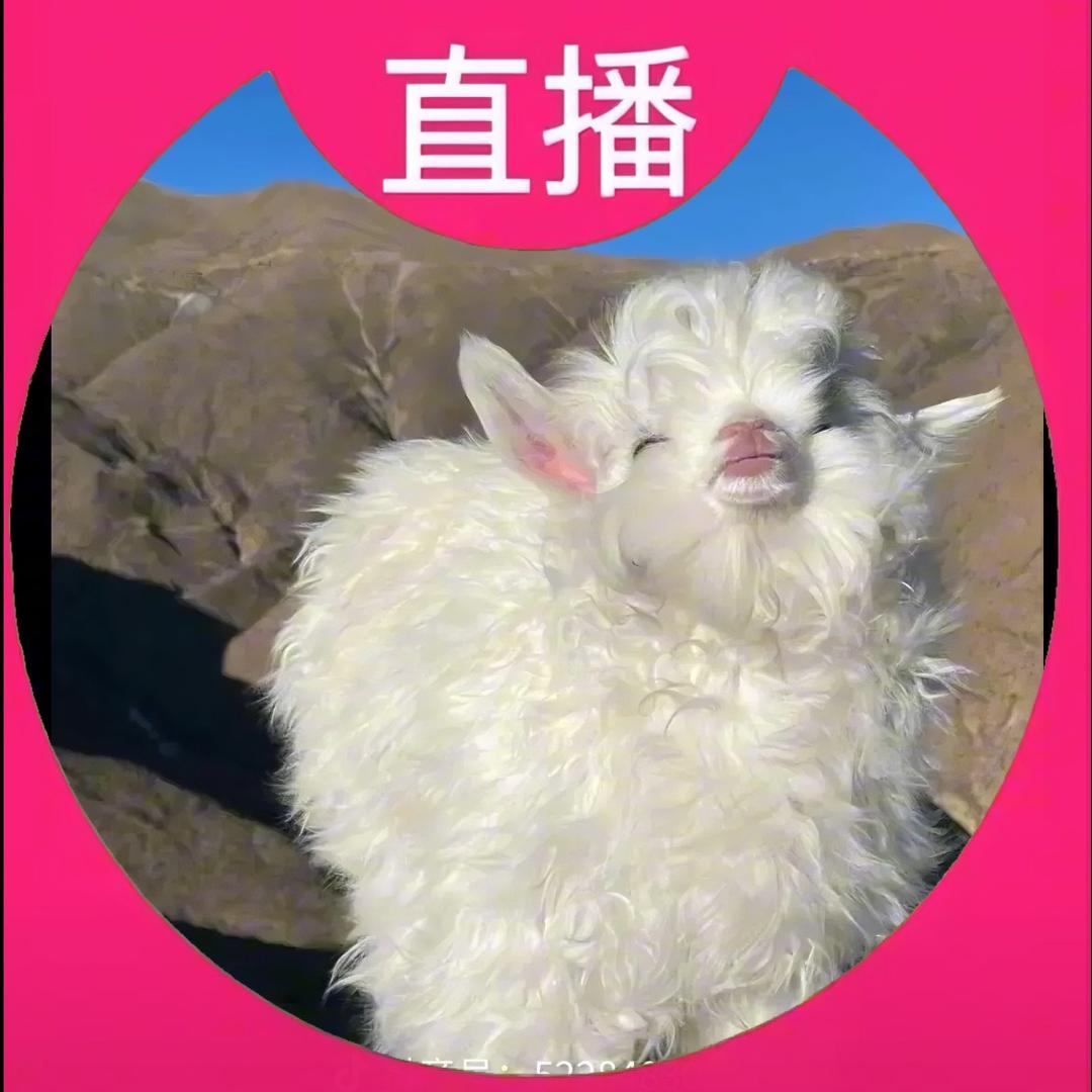 羊驼公主（超级暴富）