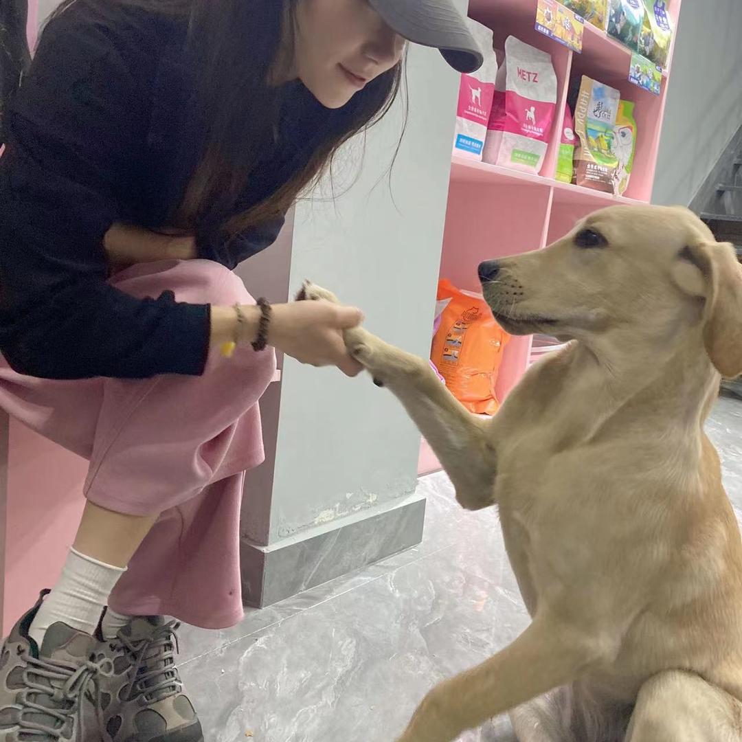 毛球宠物店