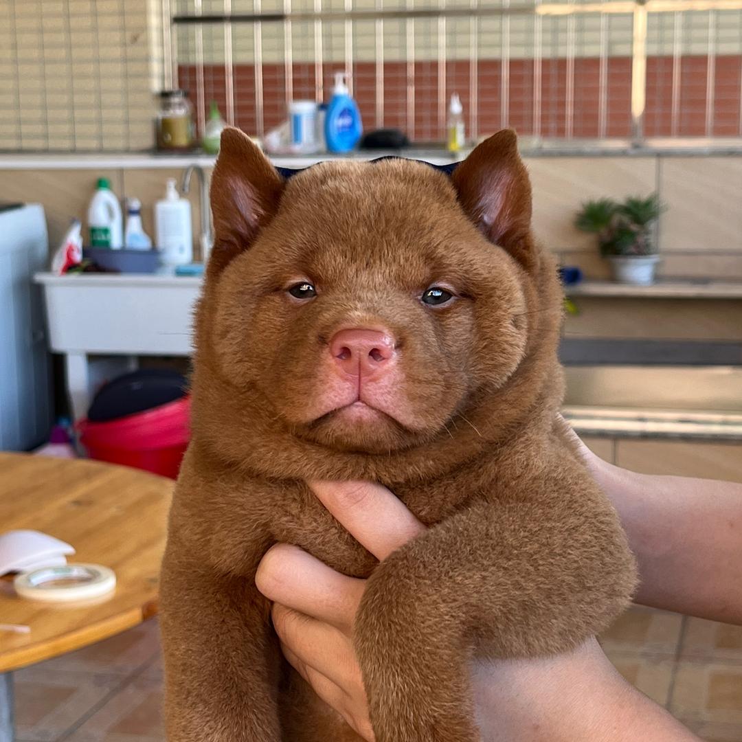 曼巴犬舍