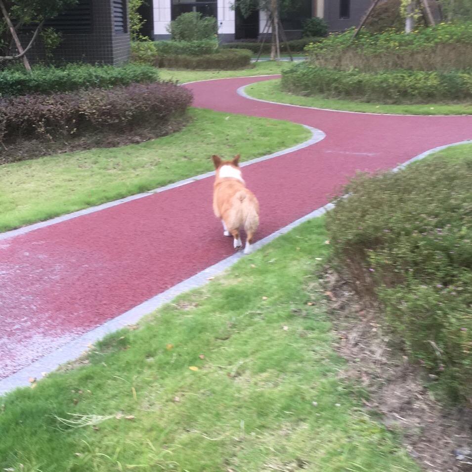 斗城书虫