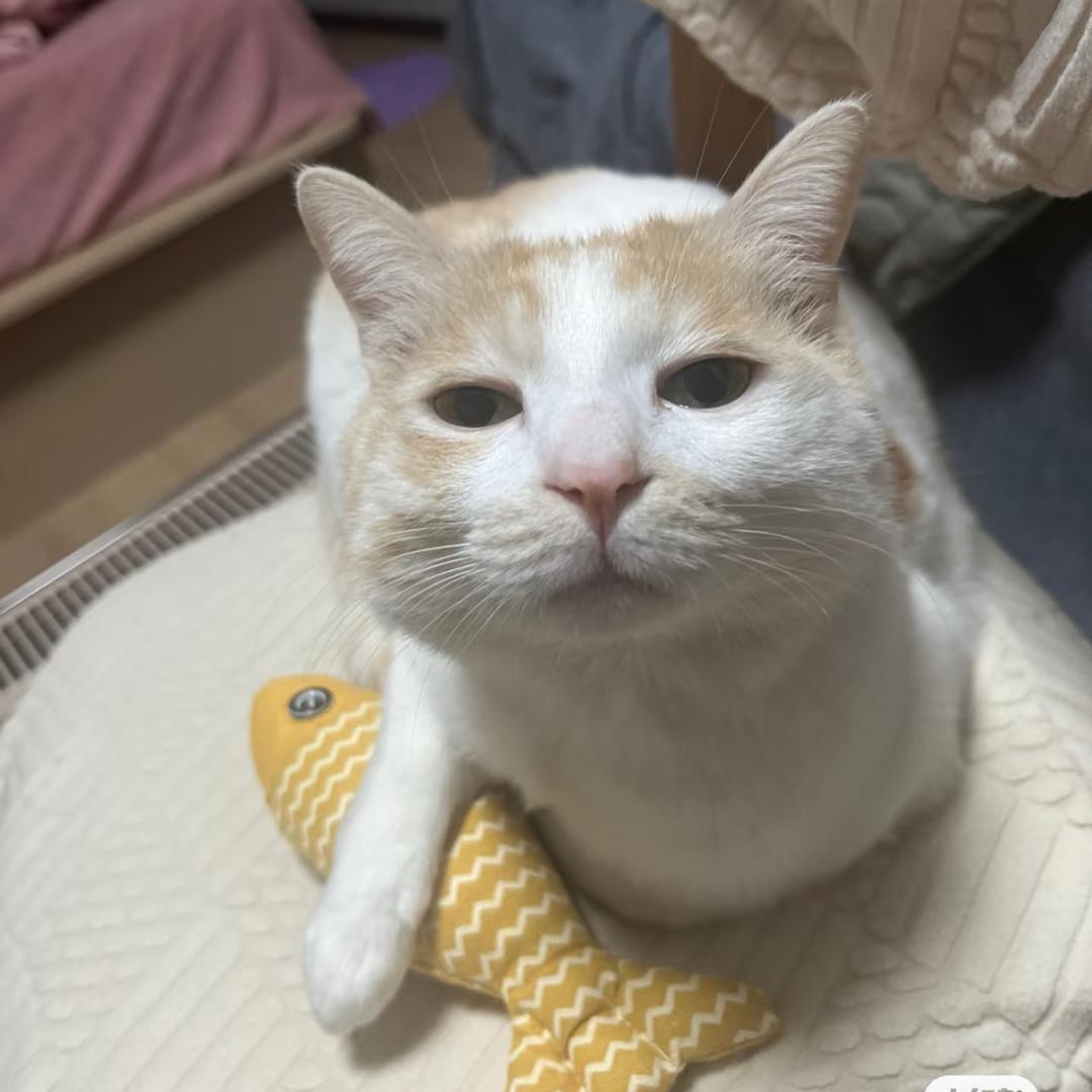 慢慢大胖墩