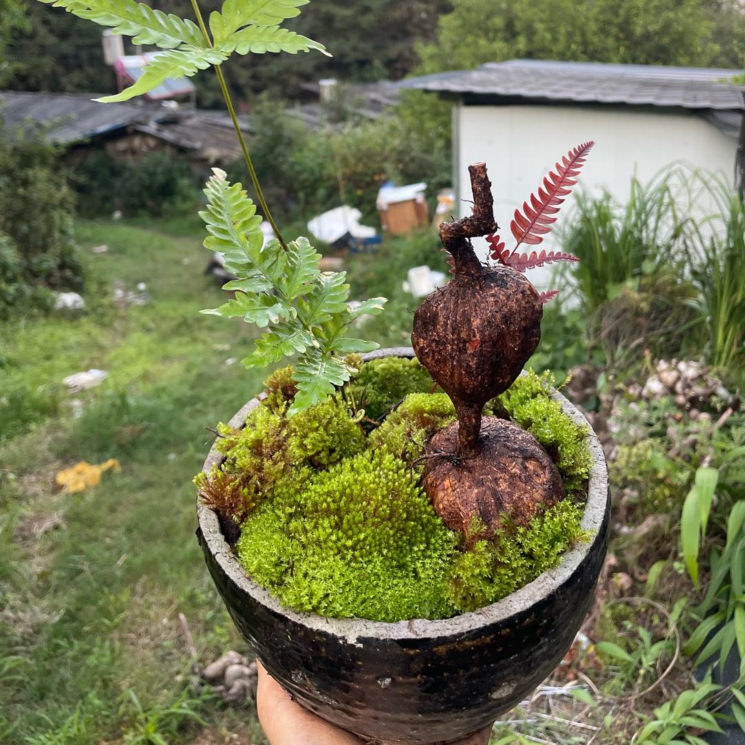 腾语花卉园艺店