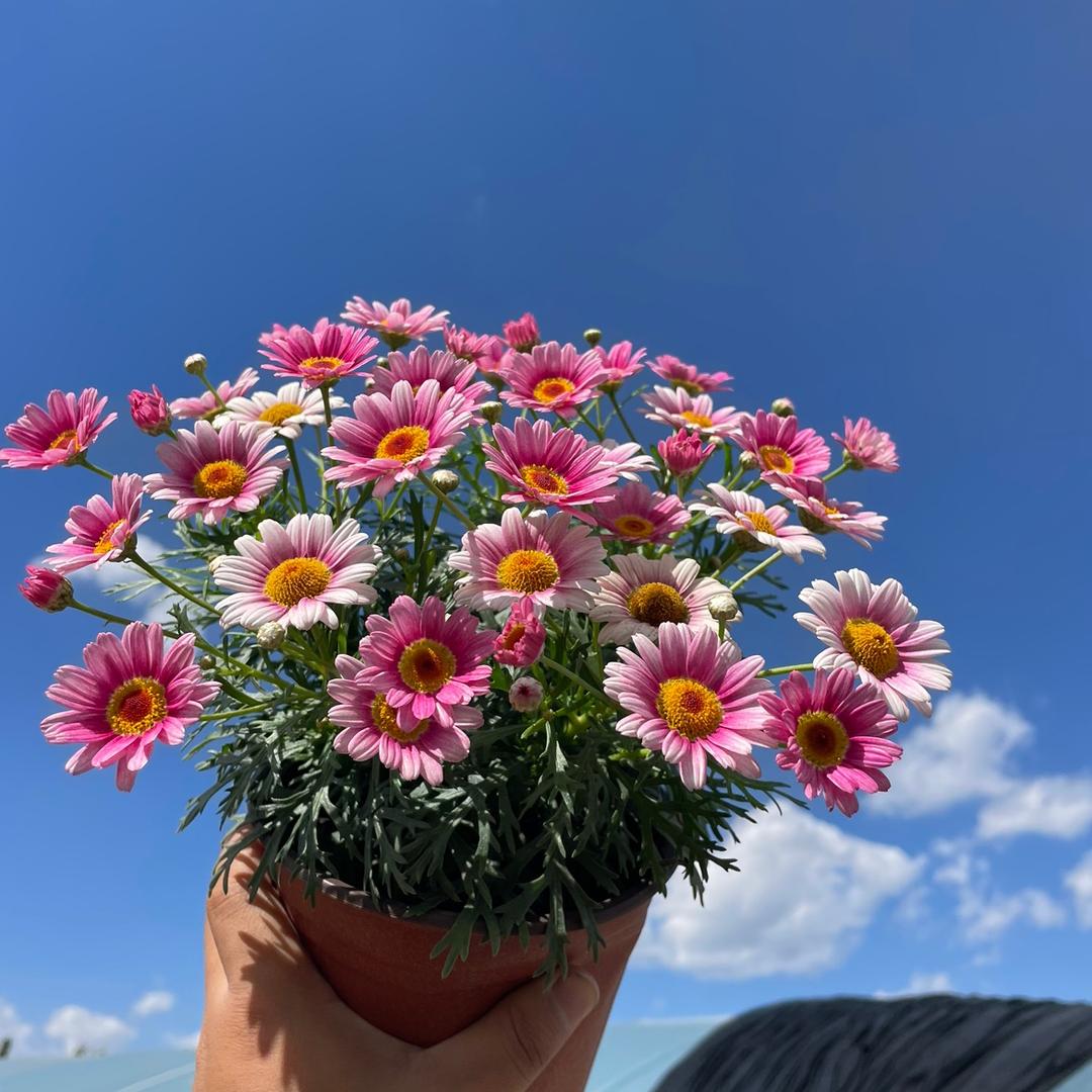 花想容花卉园艺