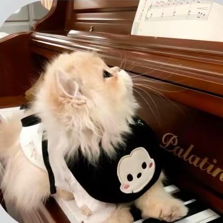 猪什么头