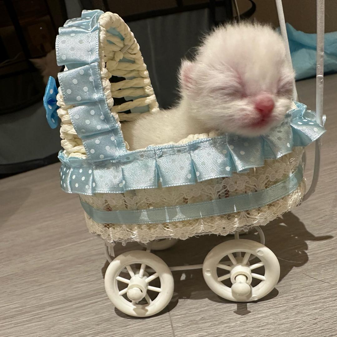 来财来财发大财