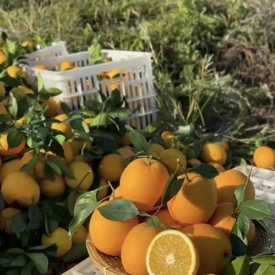 正宗洛川苹果(次日达)