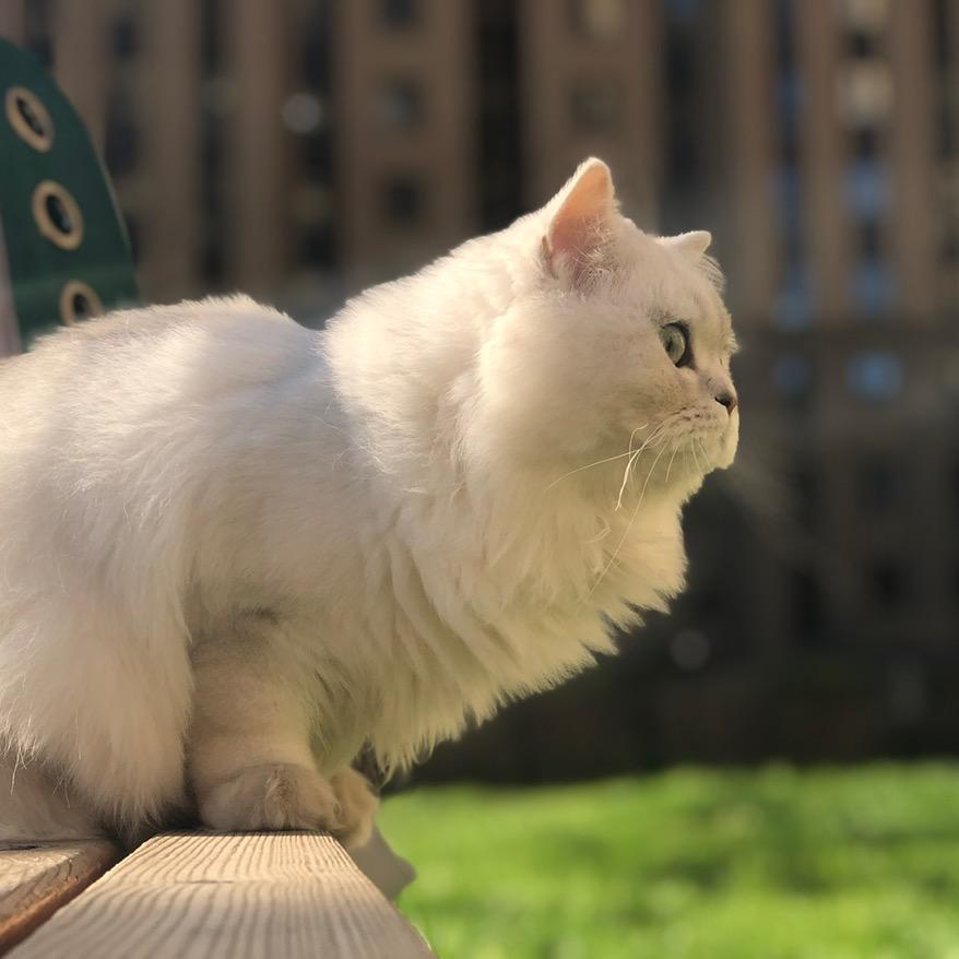 猫爸爸萌宠