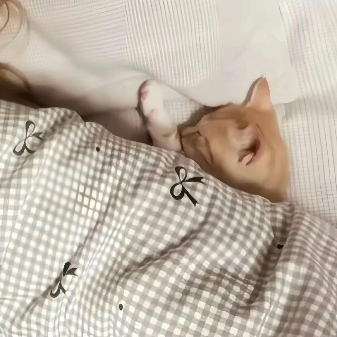 秩雾
