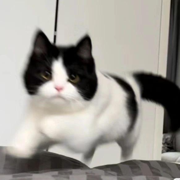 小猫不流泪🫧