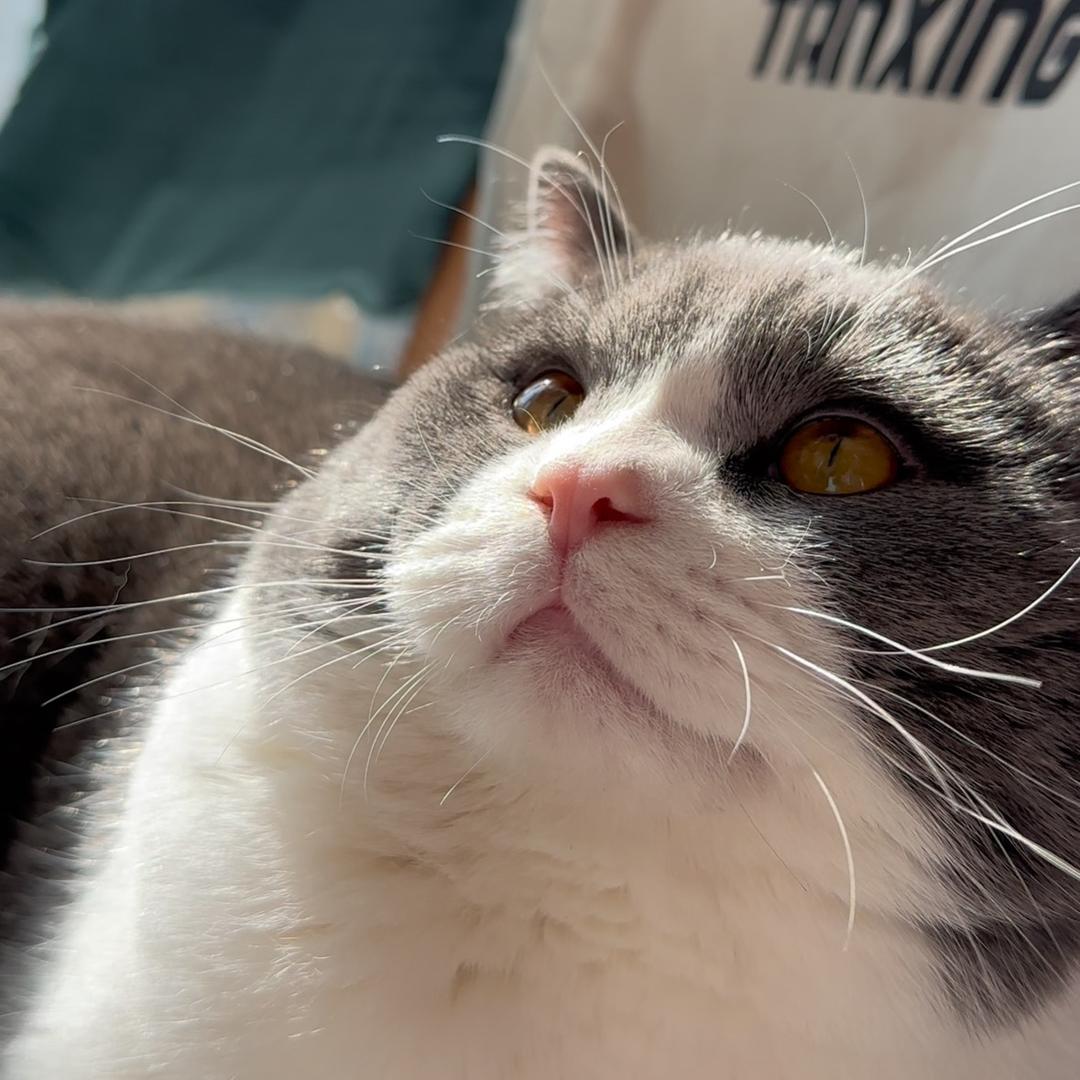 铲屎官的喵系台账