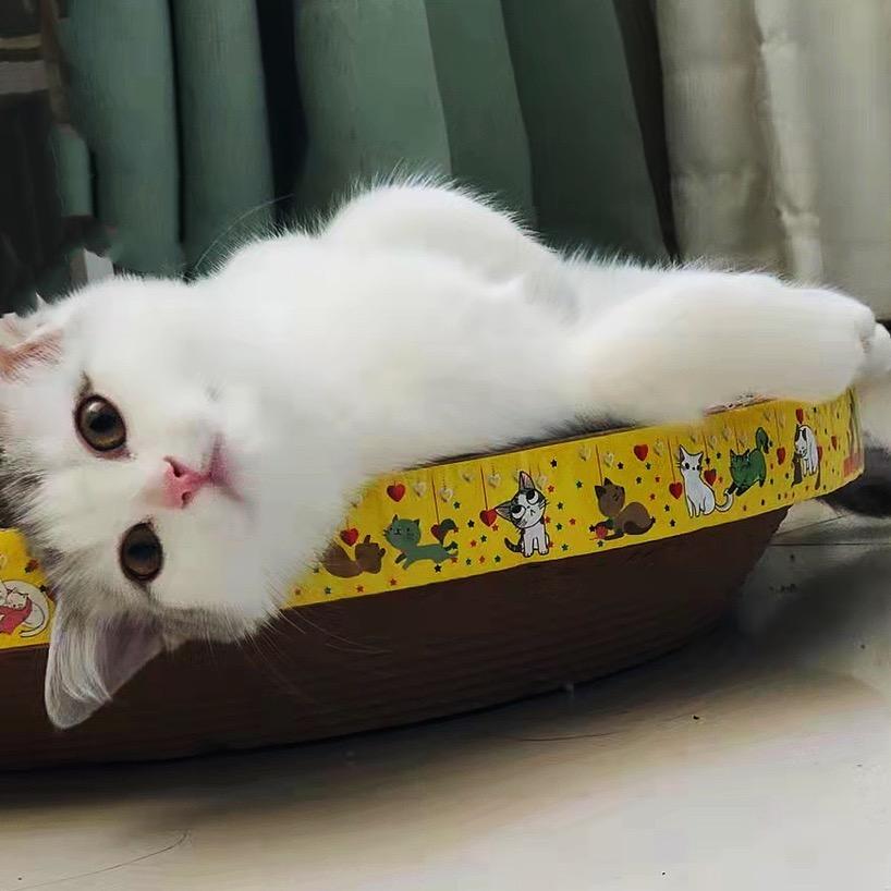 小猪哈哈笑