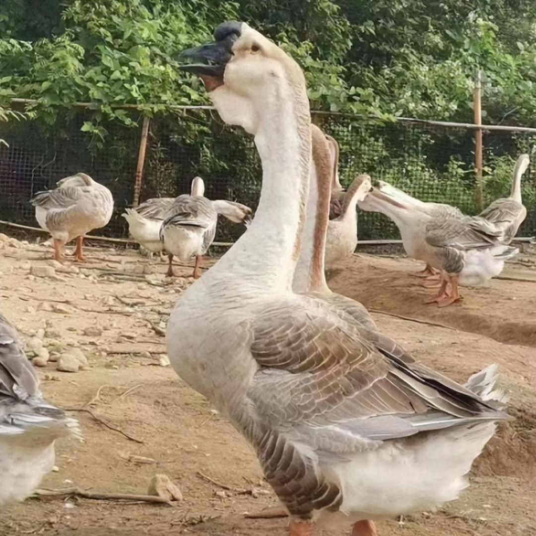特大种狮头鹅零售批发