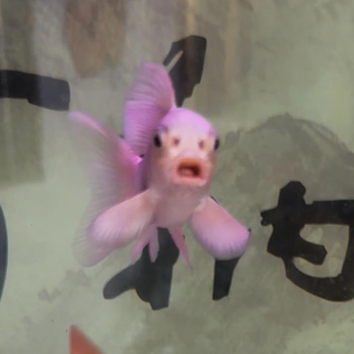 腾龙渔场