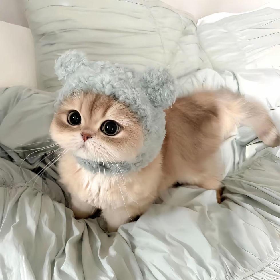 小羊•