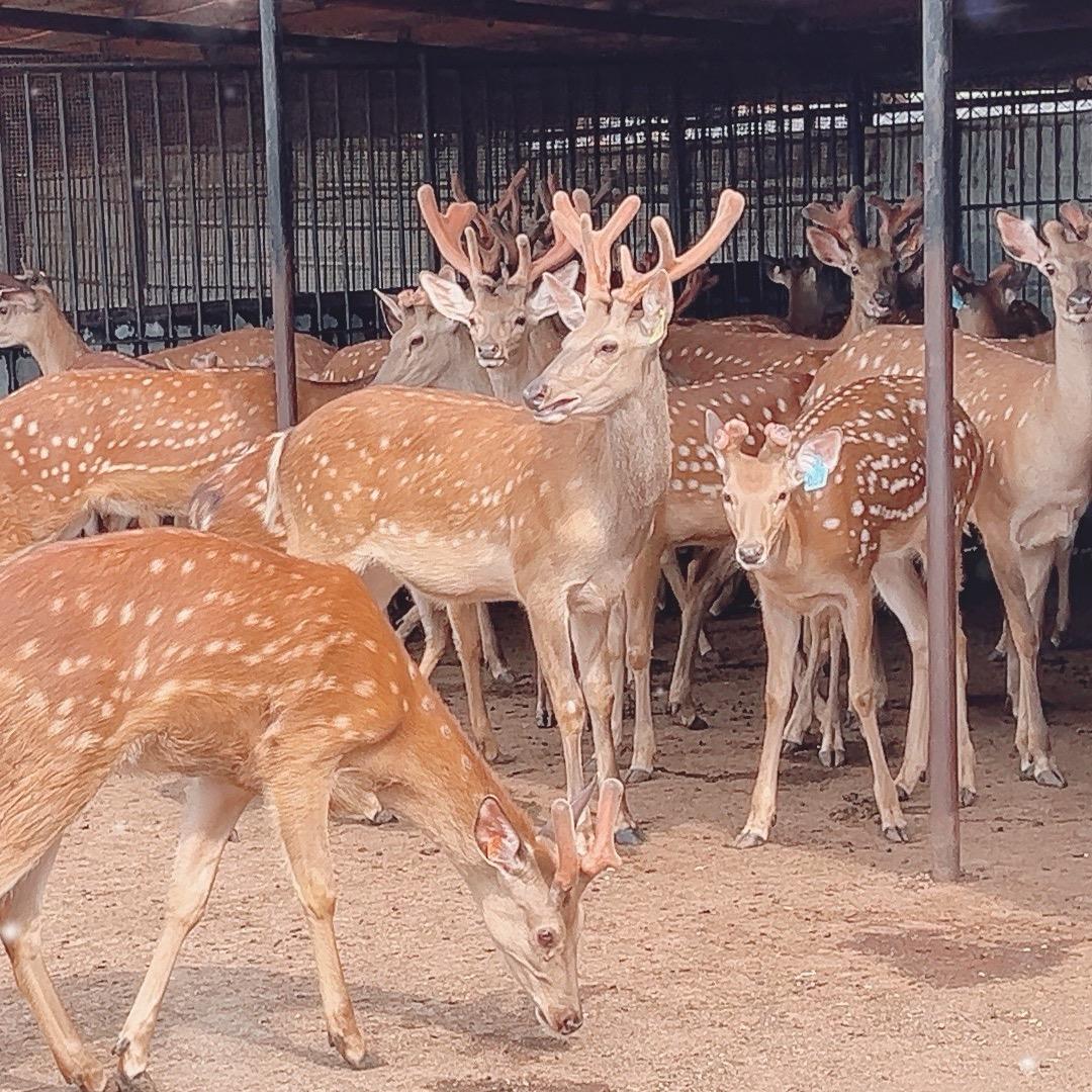 嵩山鹿业的头像