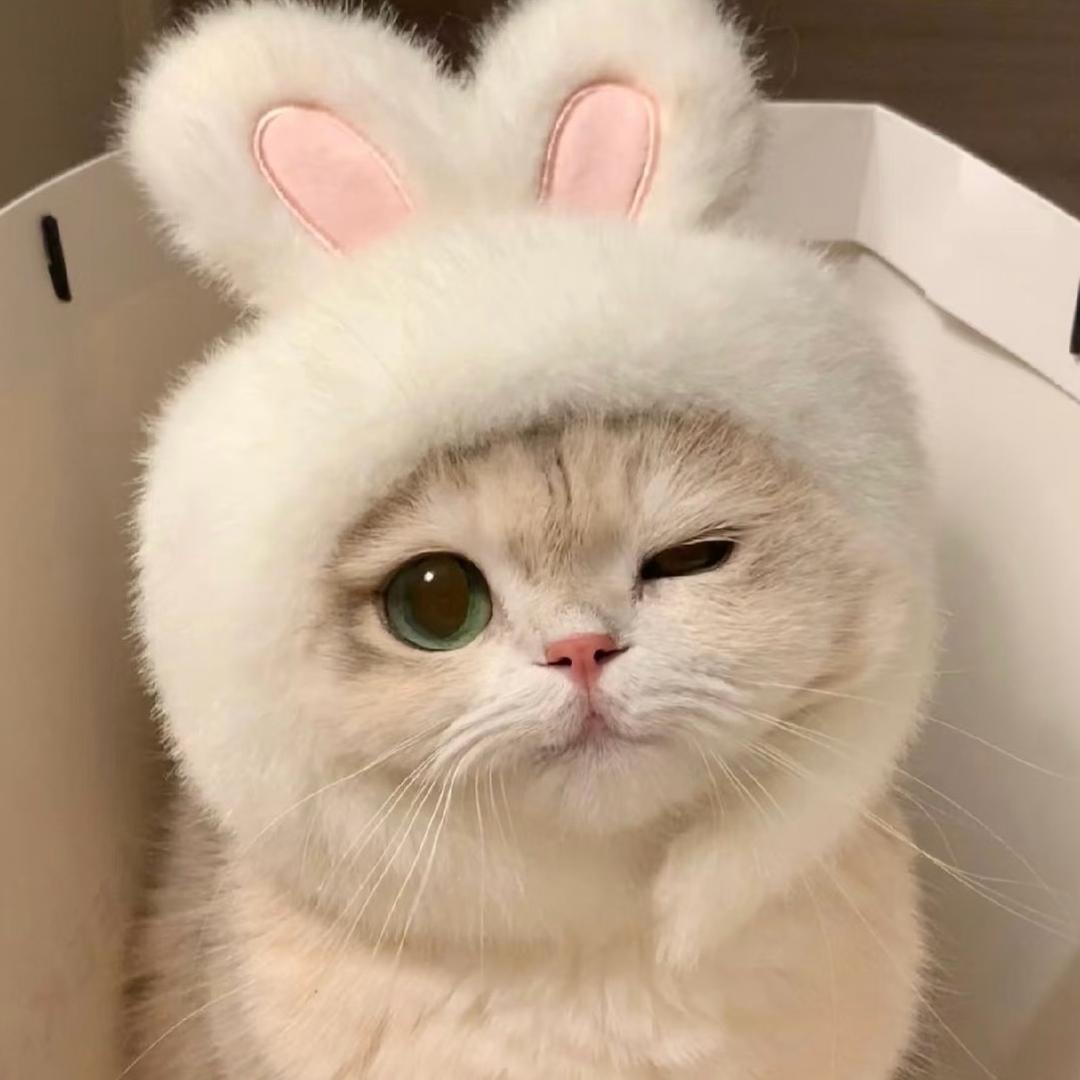 馋猫猫舍-雅