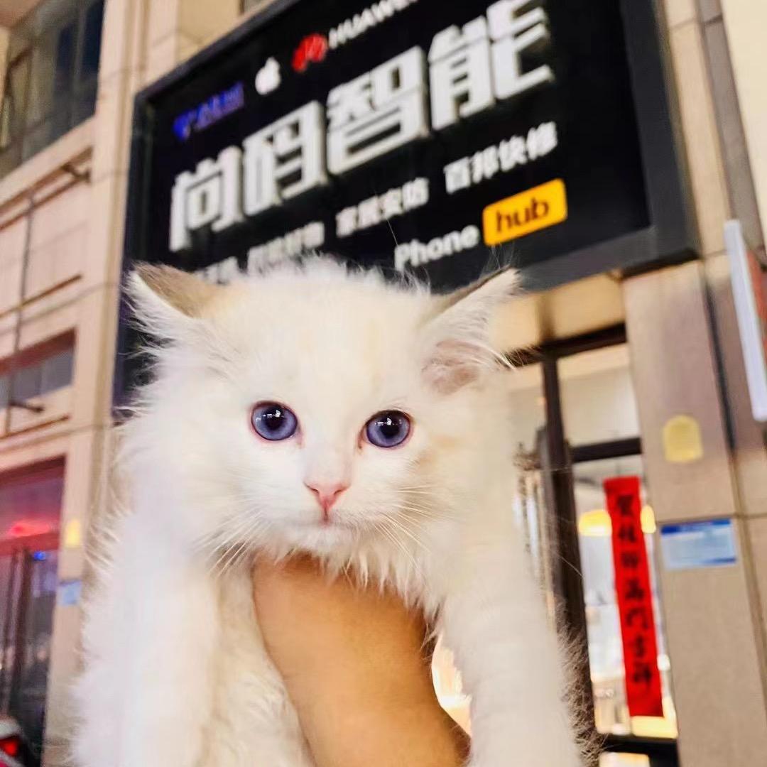滨州市尚码智能手机