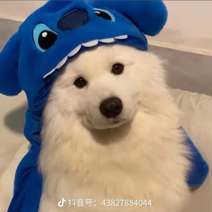 快乐小狗