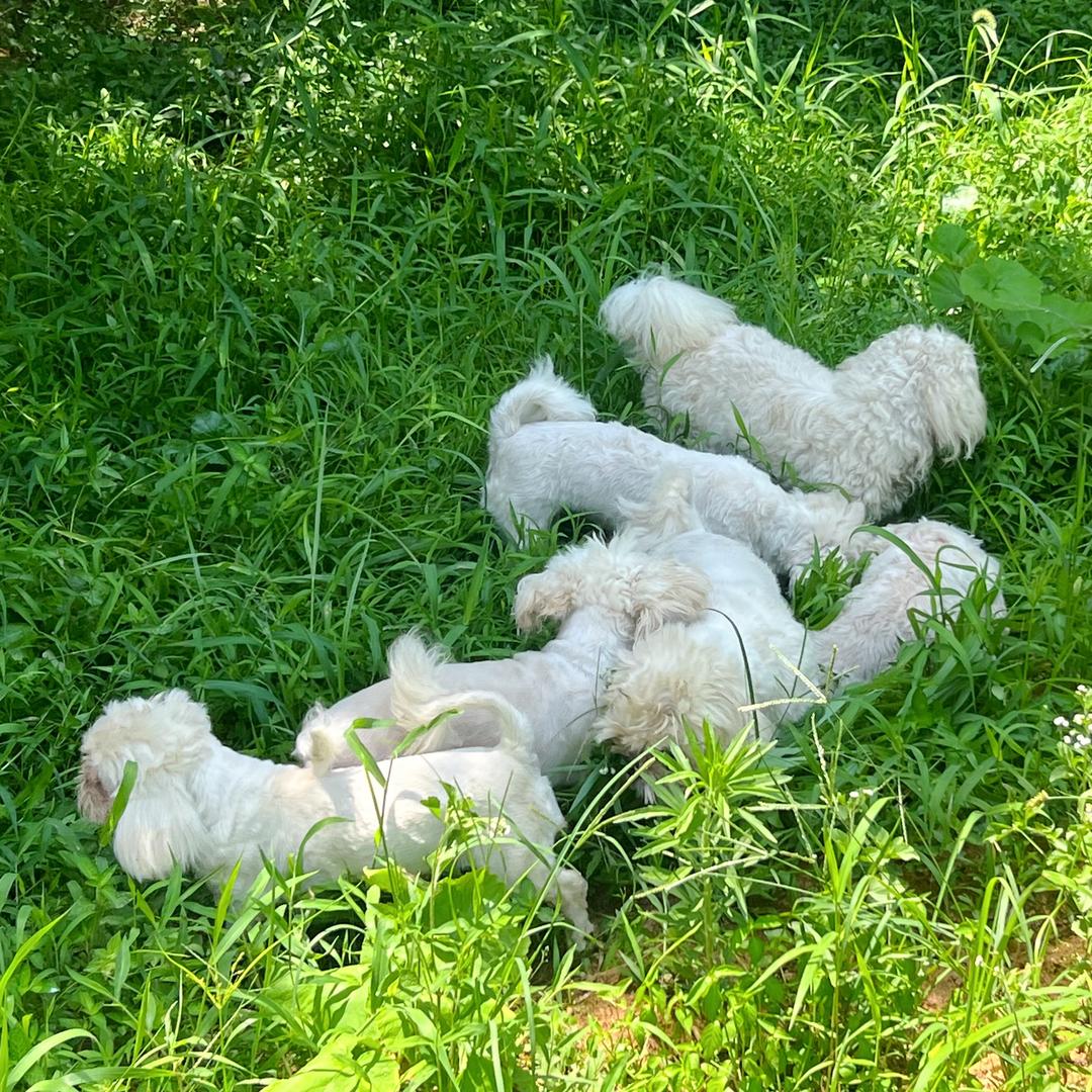 喵语进口猫粮批发仓库