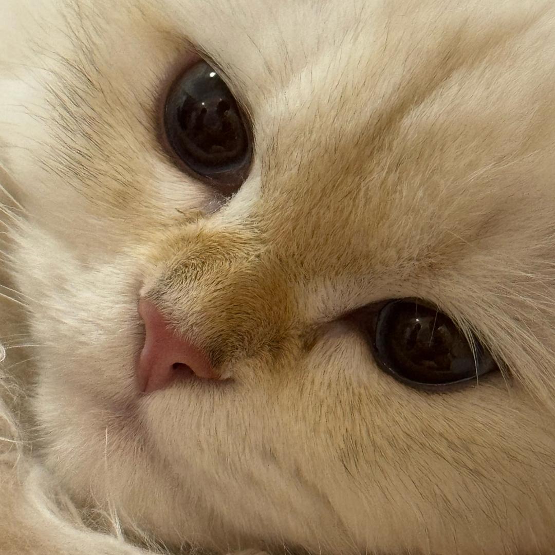 小缇娅Tia