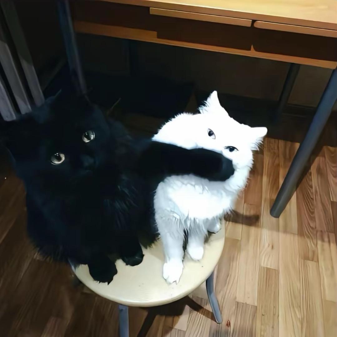 少爷